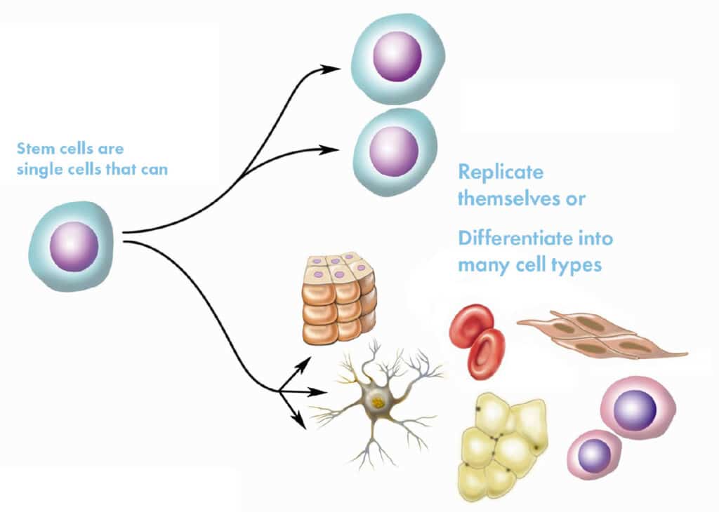 What are stem cells?