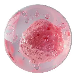 stem cell