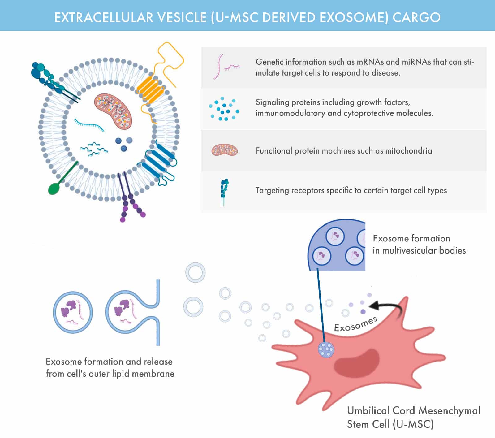 stem cells exosomes genetic cargo